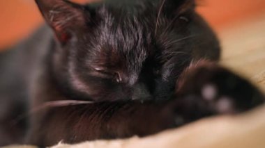 Black cat sleeps and peeps close up. Sleeping cute kitten. High quality 4k footage