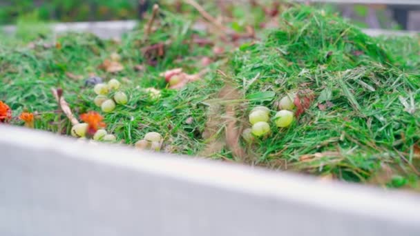 Montón Compost Con Césped Cortado Verde Desperdicio Alimentos Cámara Desliza — Vídeos de Stock