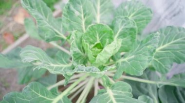 Brussels sprouts close-up in the garden bed in autumn after the fruitful season, smooth camera movement. High quality FullHD footage