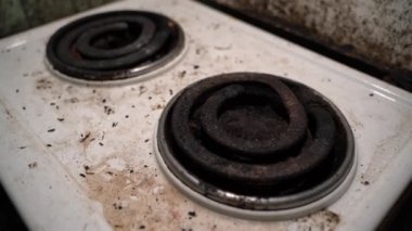 Rat and mouse droppings on the kitchen electric stove. Unsanitary conditions and dirt in the kitchen, smooth camera movement. High quality FullHD footage