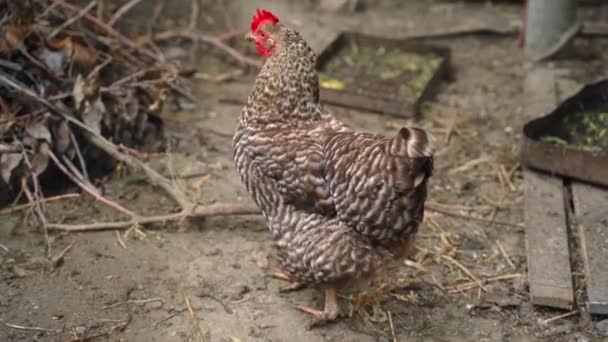Chicken Spotted Color Paddock Close High Quality Fullhd Footage — Vídeo de Stock