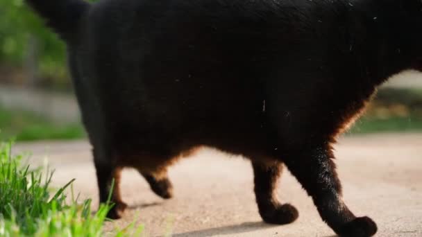 Den Svarta Katten Går Upp Och Går Solnedgången Närbild Katter — Stockvideo