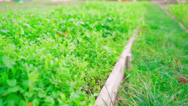 白マスタードは庭のベッドのクローズアップで成長します 園芸での緑肥の使用 滑らかなカメラの動き 高品質のフルHd映像 — ストック動画