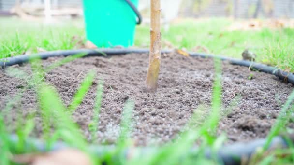 Soil Young Tree Seedling Sprinkled Fertilizer Close Feeding Trees Garden — Stockvideo