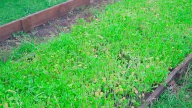 Green vegetable garden close-up. White mustard as green manure. High quality FullHD footage