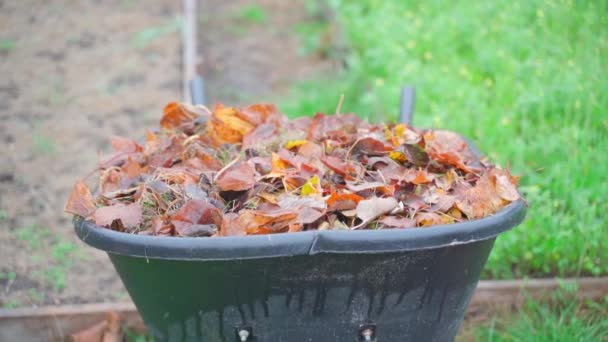 Garden Wheelbarrow Full Autumn Fallen Leaves Close Vegetable Garden High — Video Stock