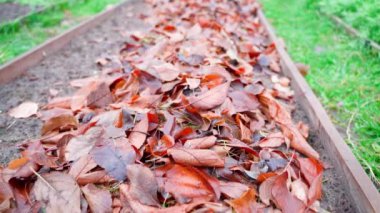 Autumn fallen leaves on the soil of a garden bed. Mulching the soil with dry tree leaves, close-up. Slow camera fly over vegetable garden. High quality FullHD footage