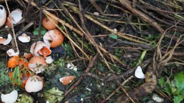 Egg shells and food waste on a compost heap with agricultural waste. High quality FullHD footage