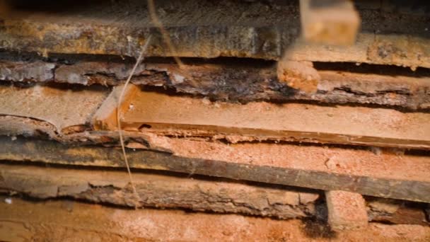 Oak Planks Affected Pests Warehouse Close Wood Eating Insects Have — Stock Video