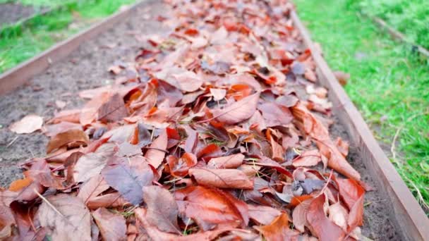 Autumn Fallen Leaves Soil Garden Bed Mulching Soil Dry Tree — Stock video
