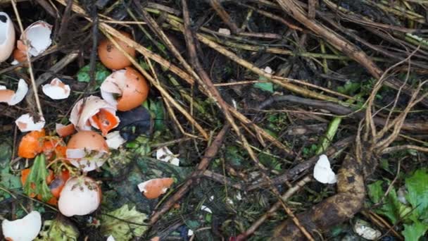 Egg Shells Food Waste Compost Heap Agricultural Waste High Quality — Vídeo de stock