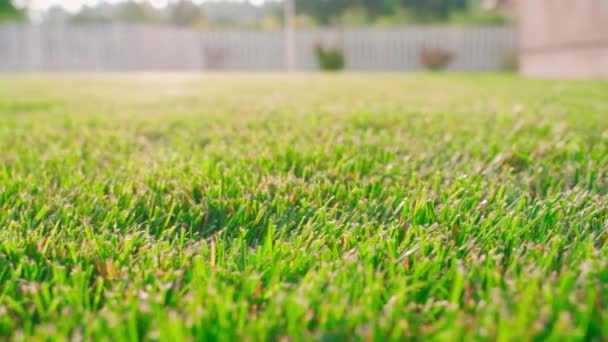 Green Mowed Lawn Sunny Weather Close High Quality Fullhd Footage — Stockvideo