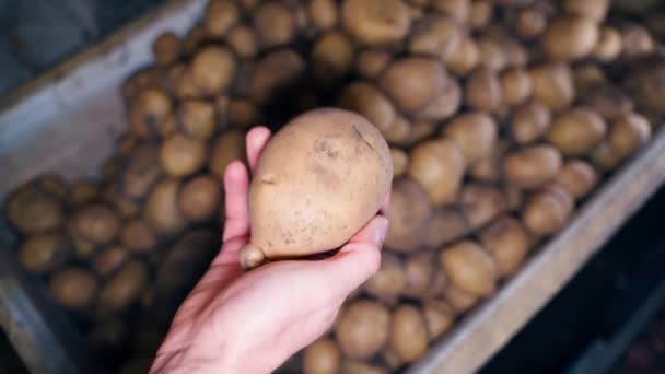 Hand Draait Inspecteert Een Witte Aardappel Close Gooit Deze Een — Stockvideo