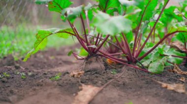 Red beets growing in the vegetable garden close-up. High quality FullHD footage