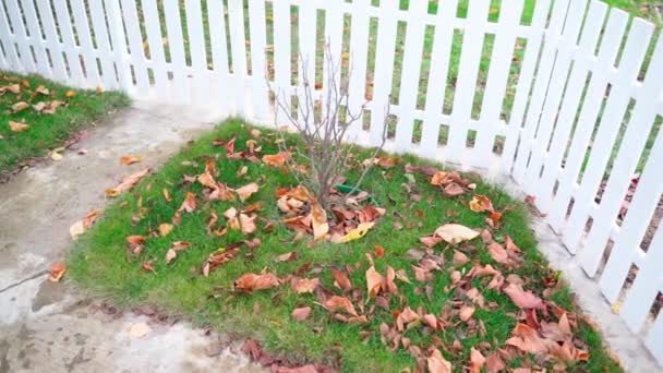 Fallen Leaves Lawn Currant Bush Country Lawn Neat White Fence — Stockvideo