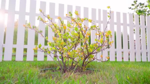 Gooseberry Bush Fruitful Season Close Background White Fence Sunlight Setting — Vídeos de Stock
