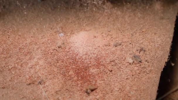 Kereste Materyalleri Yakın Plan Haşerelerden Etkilenir Tahta Haşere Böceklerinin Hayati — Stok video