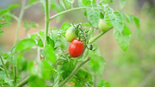 Los Tomates Rojos Maduros Crecen Jardín Cerca Sobre Fondo Borroso — Vídeo de stock
