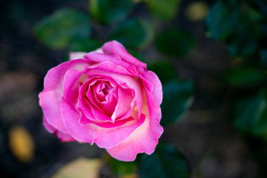 Beautiful pink rose growing in a rose garden close-up on a blurred background, top view