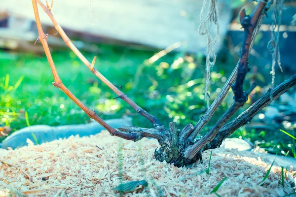 Vine Roots Protected Sawdust Mulch Close Vineyard Soil Covered Winter — Stock Photo, Image