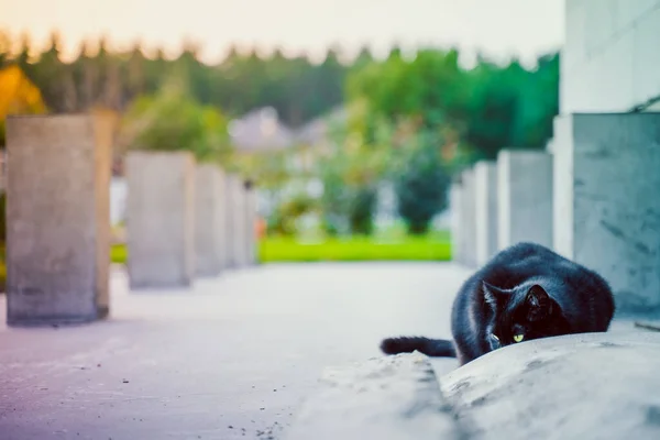 Egy Gyönyörű Fekete Macska Játékosan Elbújik Szabadban Egy Privát Parkolóban — Stock Fotó