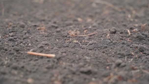 정원의 토양을 클로즈업하는 카메라의 부드러운 움직임 텃밭의 수확을 합니다 질높은 — 비디오