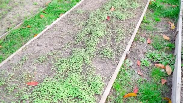 Das Gartenbeet Ist Übersät Mit Gründünger Weißem Senf Reibungslose Bewegung — Stockvideo