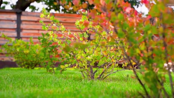 Кущі Агрусу Прекрасному Доглянутому Осінньому Саду Плавний Рух Камери Високоякісні — стокове відео