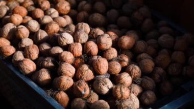 Bir kutu taze toplanmış ceviz. Akşam güneşi, pürüzsüz parallax. Yüksek kaliteli FullHD görüntüler