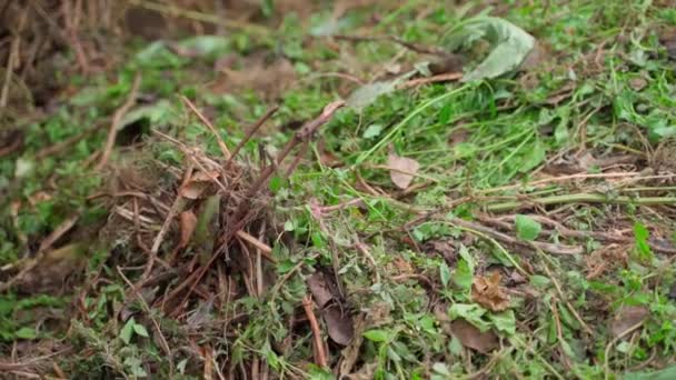 Ogräs Och Torra Växter Kompost Hög Närbild Smidig Kamerarörelse Högkvalitativ — Stockvideo