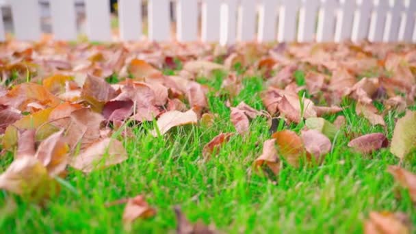 Padlé Suché Listy Zelené Trávě Zblízka Jemně Pomalá Kamera Klouže — Stock video