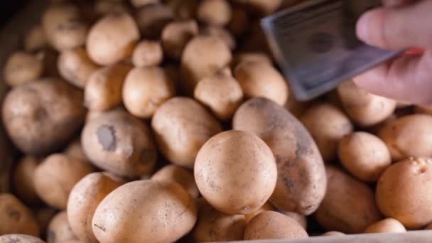 Comprar Batatas Brancas Por 300 Notas Dólar Perto Mãos Contam — Vídeo de Stock