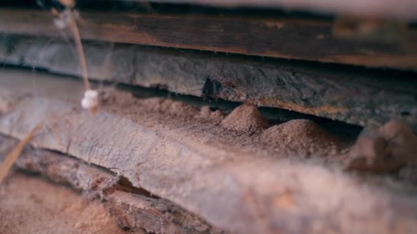 Von Schädlingen Befallene Holzbretter Aus Nächster Nähe Ungeschützte Holzbaumaterialien Einer — Stockvideo
