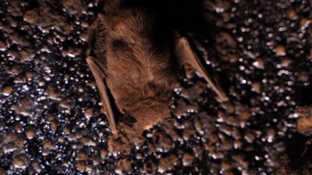 Bat Primer Plano Duerme Una Pared Oscura Hibernación Los Murciélagos — Vídeos de Stock
