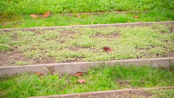 Akşamları Yeşil Gübre Gibi Beyaz Hardal Yetiştiren Bahçe Yatağı Tahta — Stok video