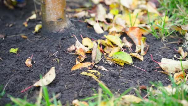장갑을 손으로 토양에서 떨어진 가을에 정원가꾸기를 마무리 합니다 고품질 — 비디오