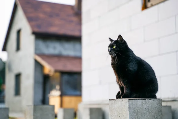 一只漂亮的黑猫正对着私人建筑地盘的后面坐着 — 图库照片