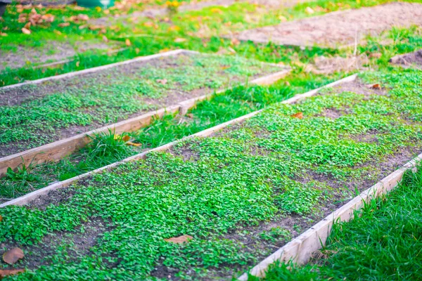 若い白いマスタードグリーン肥料を栽培しているきちんとした長方形の庭のベッド 自宅の庭で楽しい秋の夜 — ストック写真