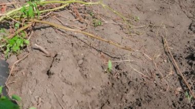 Beyaz patatesler, bahçenin toprağından süngüyle yakın plan kazılarak çıkarılıyor. Yüksek kalite 4k görüntü