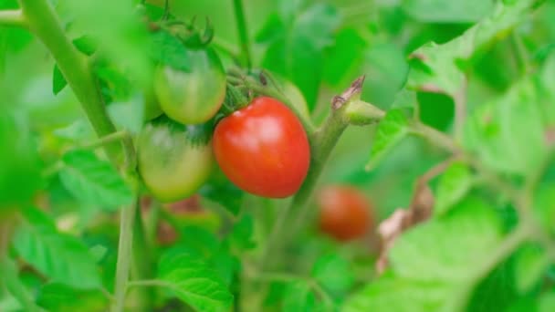 Pomodoro Rosso Cresce Primo Piano Una Piantagione Piccoli Pomodori Fatti — Video Stock