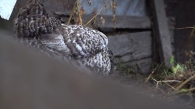 Çayırda siyah beyaz tavuk rengi var. Yüksek kaliteli FullHD görüntüler