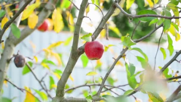 秋天的时候 红色的苹果挂在树上 镜头平稳地穿过秋天的花园 优质Fullhd影片 — 图库视频影像