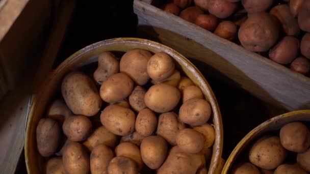 セラーのクレートとバケツには さまざまな品種のジャガイモが満ちています 冬のためのジャガイモの在庫 クローズアップ 高品質のフルHd映像 — ストック動画