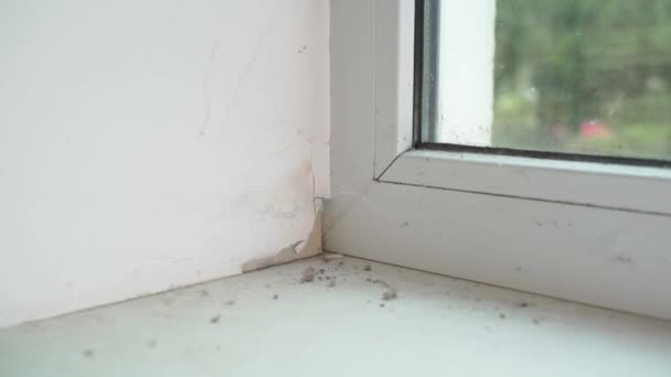 경사면 의각도는 습기와 추위에 파괴된다 창문의 내부를 퍼티에 질높은 Fullhd — 비디오