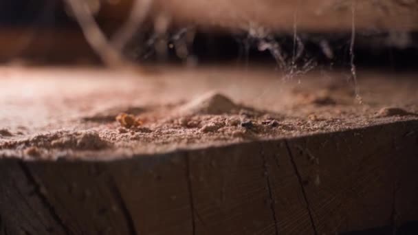 나무를 딱정벌레 다음으로 거미줄 클로즈업 질높은 Fullhd — 비디오