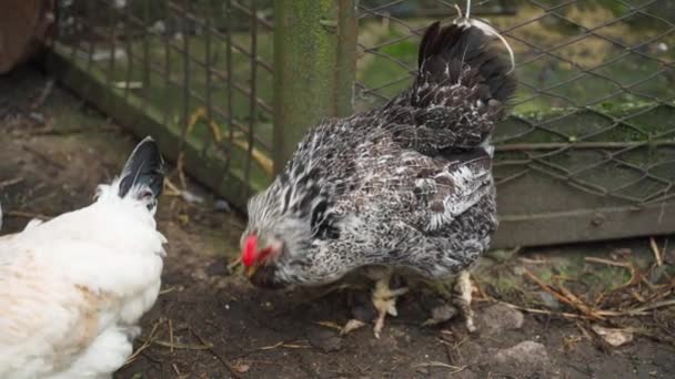 Old Faverolle Hen Run Chicken Lame Growths Its Paw High — Stock Video