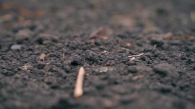 Kuru yapraklı, bitkisiz toprak. Verimsiz toprak üzerinde düzgün bir kamera hareketi. Yüksek kaliteli FullHD görüntüler