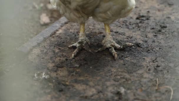 立って鶏の鶏の足を閉じるまで フェンスの後ろに滑らかなカメラの動き 高品質のフルHd映像 — ストック動画