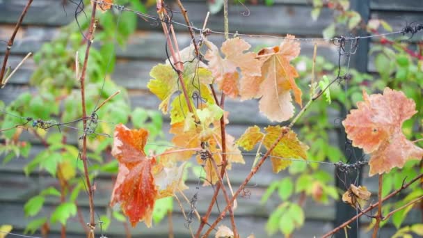 Winorośl Winogron Suchymi Pomarańczowymi Liśćmi Jesienią Winnicy Winnica Sezonem Zbiorach — Wideo stockowe