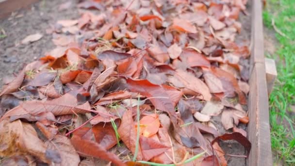 Bahçe Yatağının Toprağında Düşen Islak Yapraklar Kış Için Biçilen Toprak — Stok video